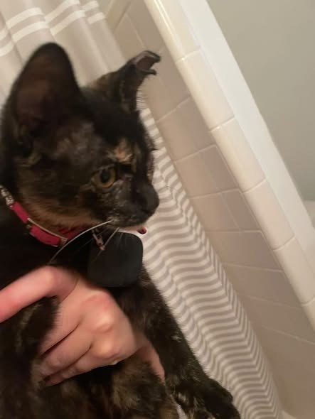 Found Cat — Kitten found on Lyndon st in the med center
