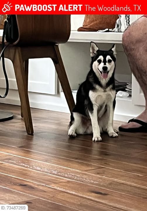 Lost Dog in The Woodlands, Texas — Daniela Werneck was LOST in The Woodlands, TX 77380 near Crossvine cir