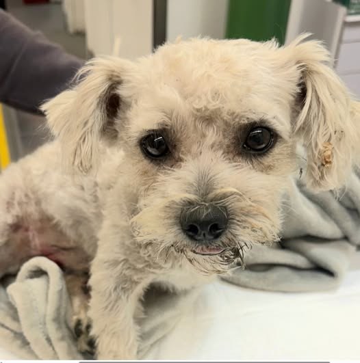 Found Dog in Downey, California — Please share at seaaca animal shelter in Downey found in bellflower 😭Friends, his link is…