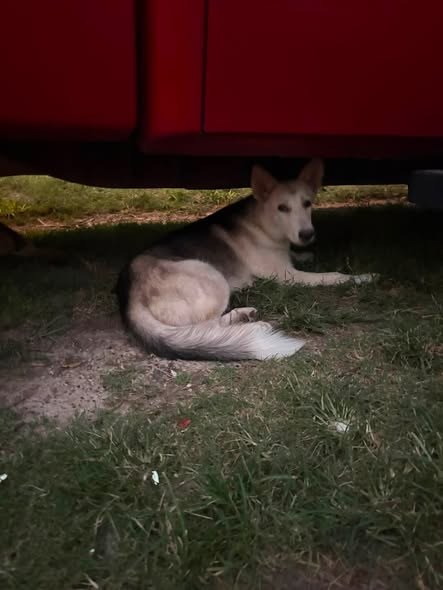 found pet in
