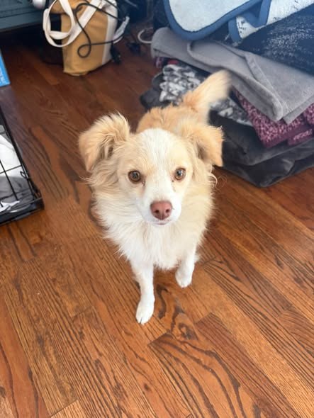 Found Dog — Anyone’s dog found in missions hills / northridge area — additional photo 3