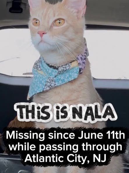 Found Cat in Atlantic City, New Jersey — She could have been picked up thinking she was a stray or picked up by a jerk and…