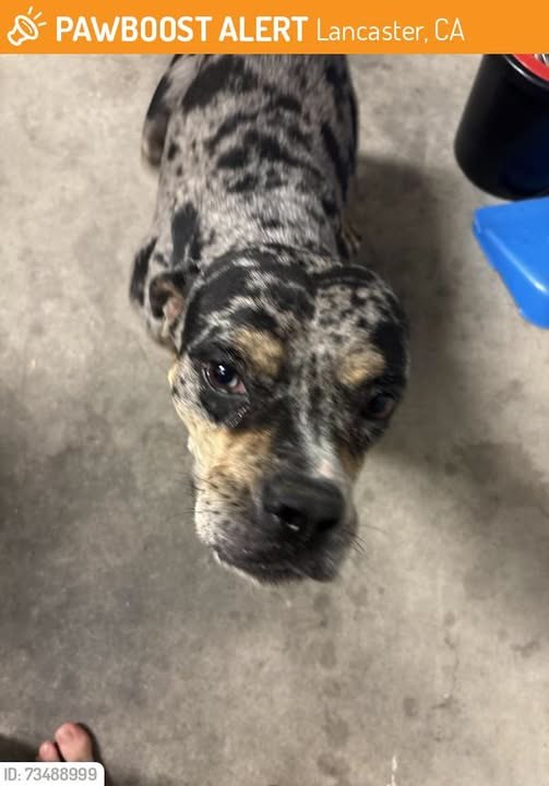 Found Dog in Lancaster, California — This dog was FOUND in Lancaster, CA 93536 near By Quartz Hill High School and Joe Walker…