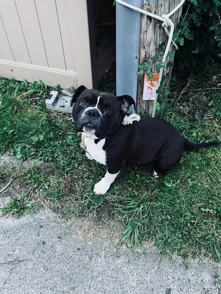 Found Dog — listing photo — additional photo 3