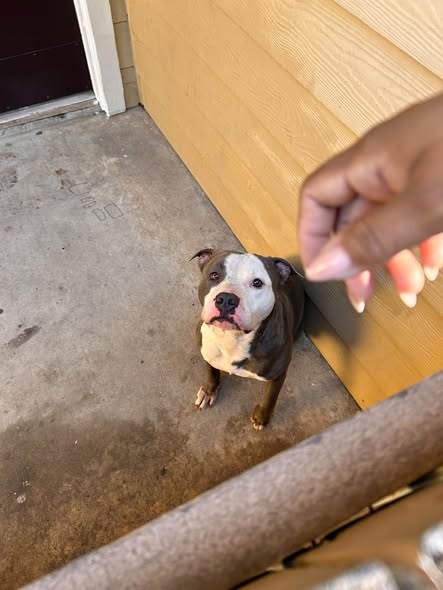 Found Dog in Houston, Texas — He’s been roaming around since afternoon — additional photo 2