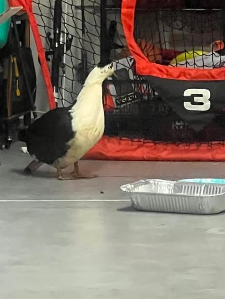 Found Pet in Palmdale, California — listing photo — additional photo 2