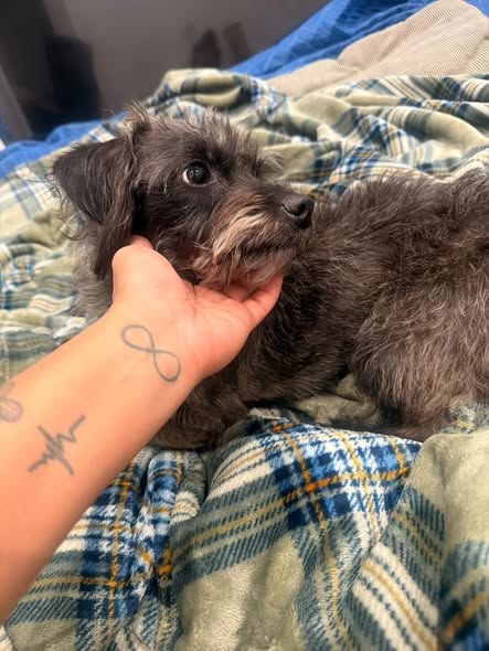 Found Dog in Pilsen, Illinois — I found this beautiful puppy in pilsen 18th St — additional photo 2