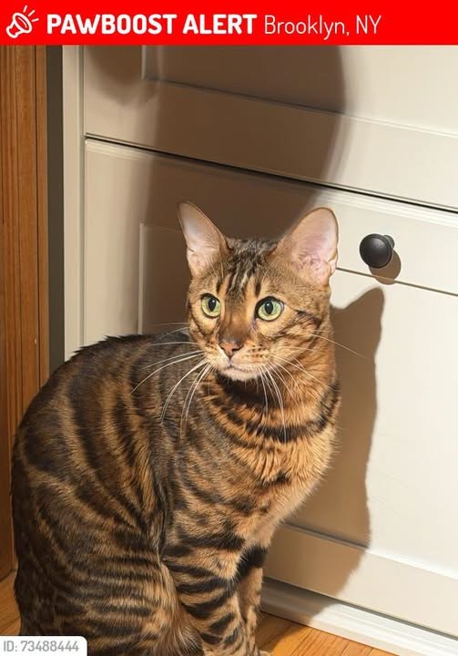 Lost Cat in Brooklyn, New York — Siso was LOST in Brooklyn, NY 11220 near 2nd and 3rd ave
