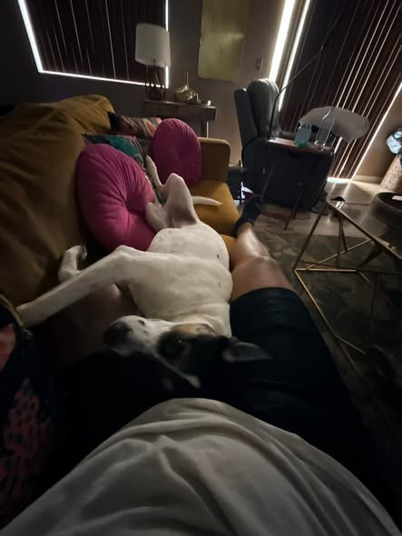 Lost Dog — only: Rinn is missing — additional photo 2