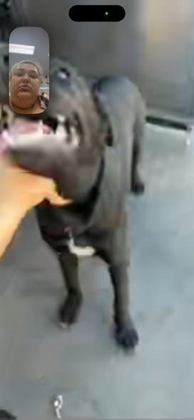 Found Dog — listing photo — additional photo 4