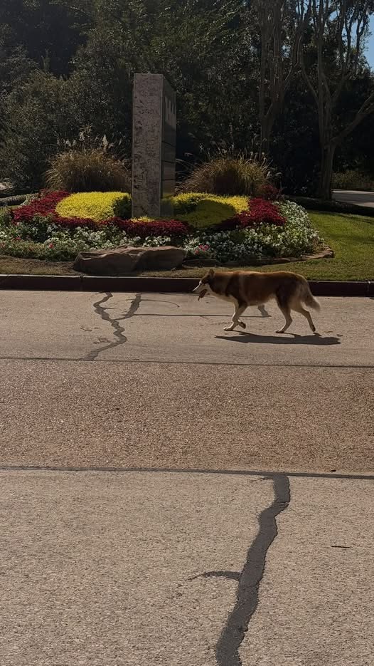 lost dog in