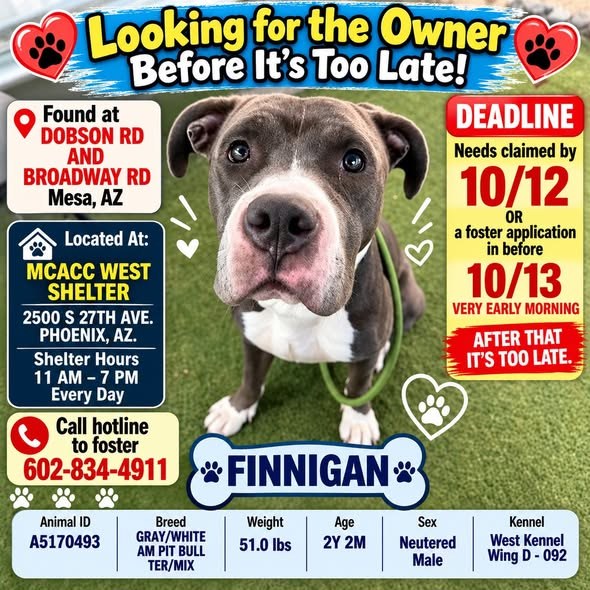 Lost Dog in Phoenix, Arizona — We Don't Have Enough Rescues To Save The Dogs,🥲 🚩Their Best Chance To Live Is To Find The Owners… — additional photo 3
