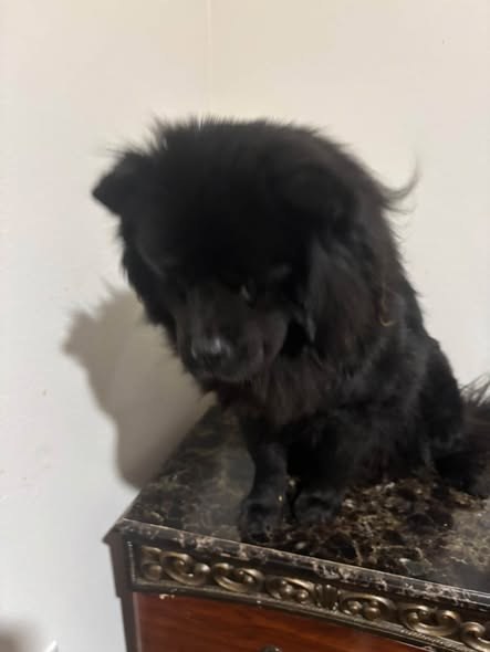 Lost Dog — My dog has been missing for two days she tends to get out of gate and when I get home from work she would be — additional photo 2