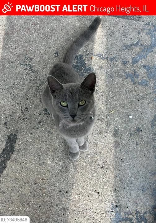 lost cat in Chicago Heights, Illinois