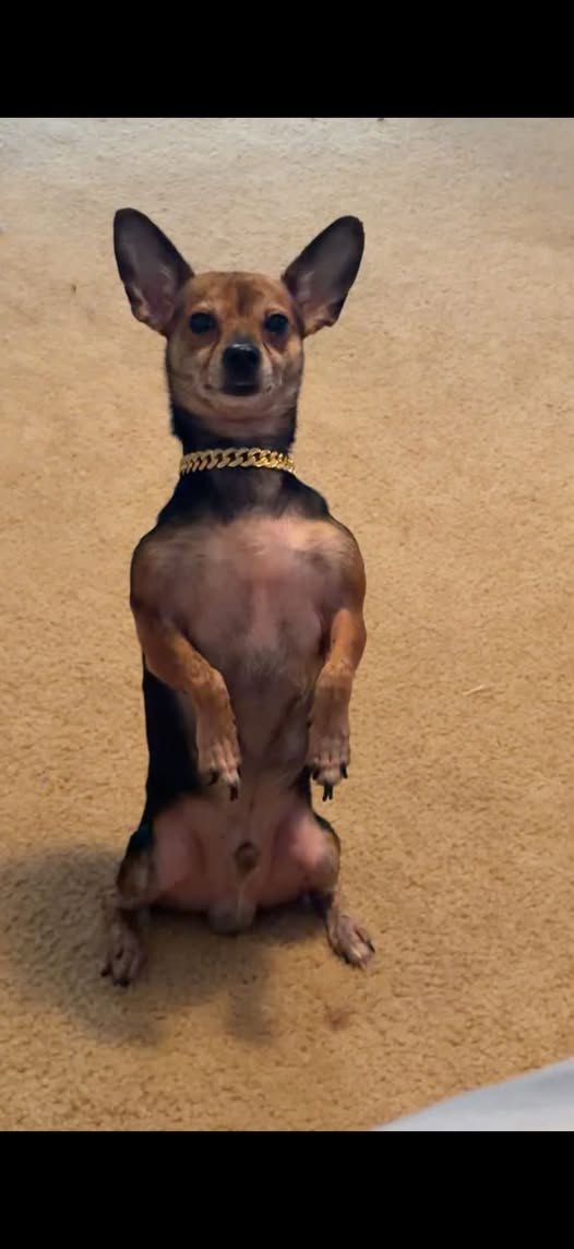 Lost Dog in Calumet Park, Illinois — Brown and black chihuahua missing