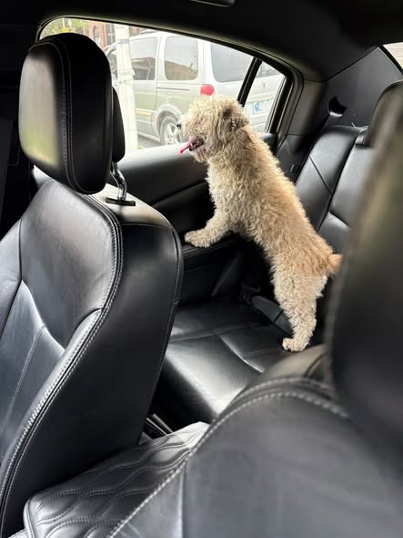 Found Dog — Relocated to CACC Found at 5100 s Lawndale — additional photo 2