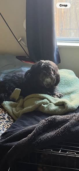 Found Dog — 47th east and S Palmdale This dog was found laying in the middle of the street dehydrated underweight that is
