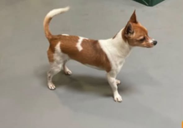 Lost Dog — Last seen at 20108 Nestor Ave — additional photo 2