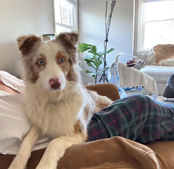 Lost Dog — listing photo