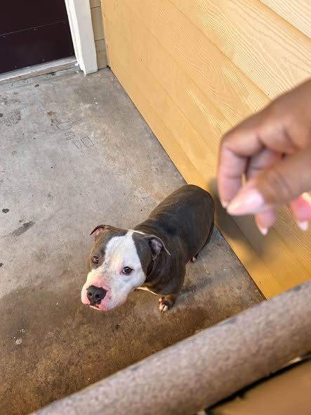 found dog in Houston, Texas