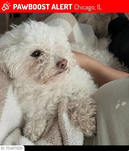 Lost Dog in Chicago, Illinois — Princess was LOST in Chicago, IL 60641 near Austin and Grace at