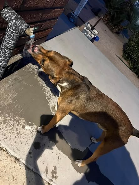Found Dog in Lancaster, California — listing photo — additional photo 2