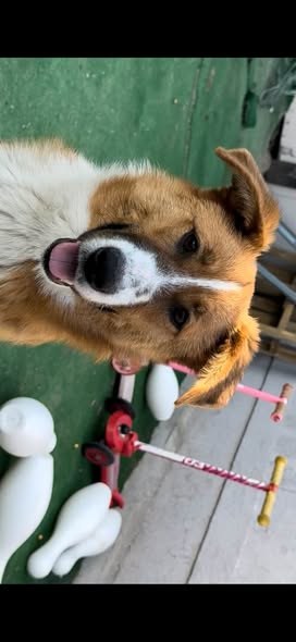 lost dog in