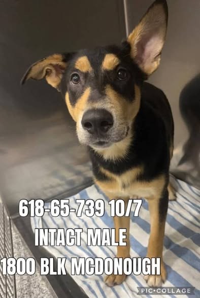 Found Pet in Joliet, Illinois — listing photo
