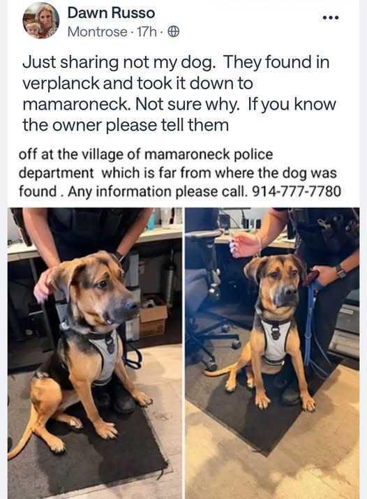 Lost Dog in Harrison, New York — MONTROSE/ Verplank: lost dog Found near Wayne Ave The dog is now in Harrison @ Pet Rescue