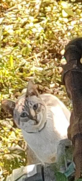 Lost Cat — Lake villa Ishnala country estates Is someone missing this cat or is this just an indoor/outdoor cat