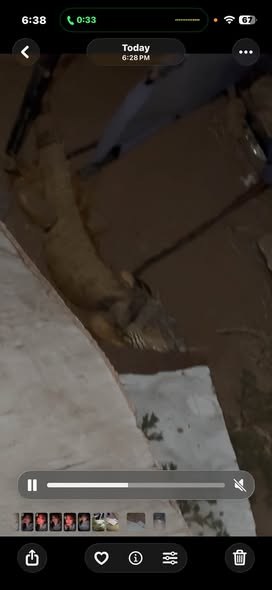 Lost Pet in Phoenix, Arizona — Anyone lost her/him located in phoenix