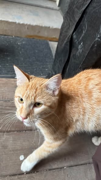 Found Cat — Not chipped but not sure if it’s a neighborhood stray or someone’s pet — additional photo 3