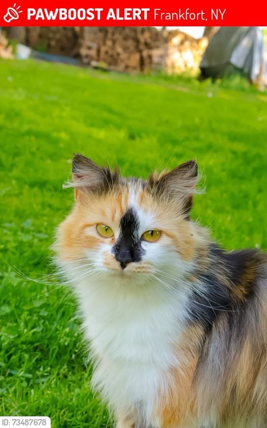 Lost Cat in Frankfort, New York — Blacknose was LOST in Frankfort, NY 13340 near Next to a Cattle Exchange