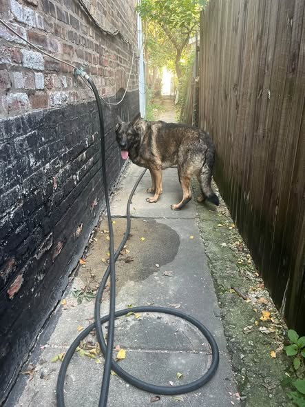 Found Dog — listing photo — additional photo 3