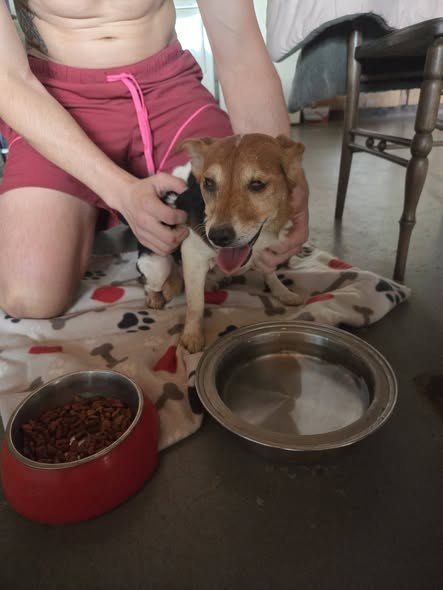Found Dog — Is anyone missing a little old dog — additional photo 2
