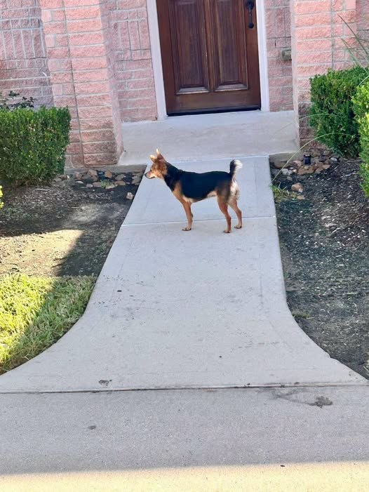 Found Dog — Spotted: Mixed breed dog Female Half tail Park Row Near the Sundown Glen subdivision