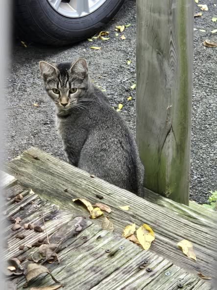Found Cat — Anyone missing a kitten — additional photo 2