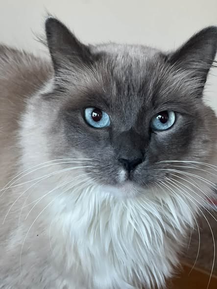 Lost Cat — We’re still missing our cat — additional photo 4