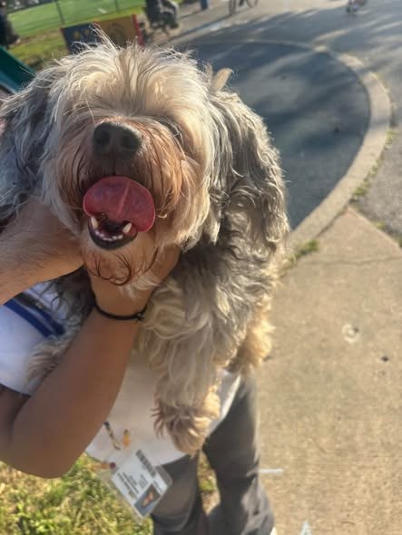 Lost Pet — listing photo — additional photo 2