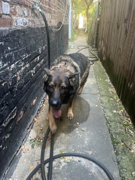 Found Dog — listing photo — additional photo 2