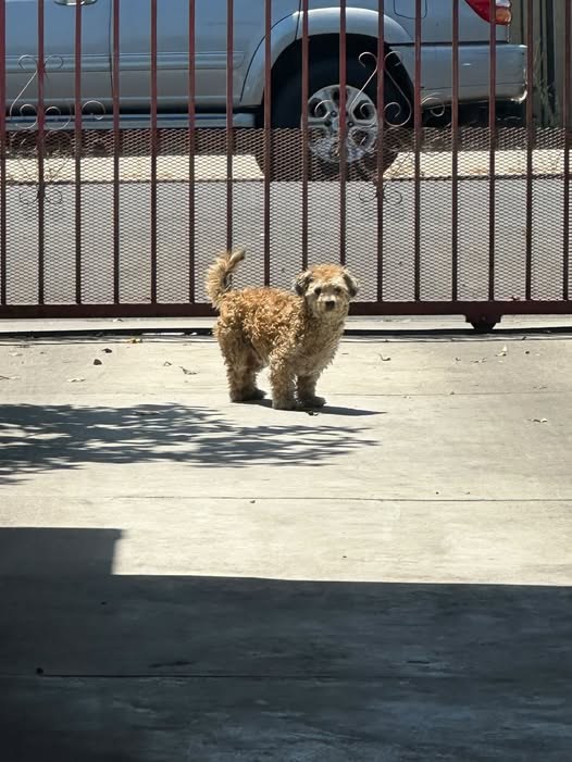 lost dog in