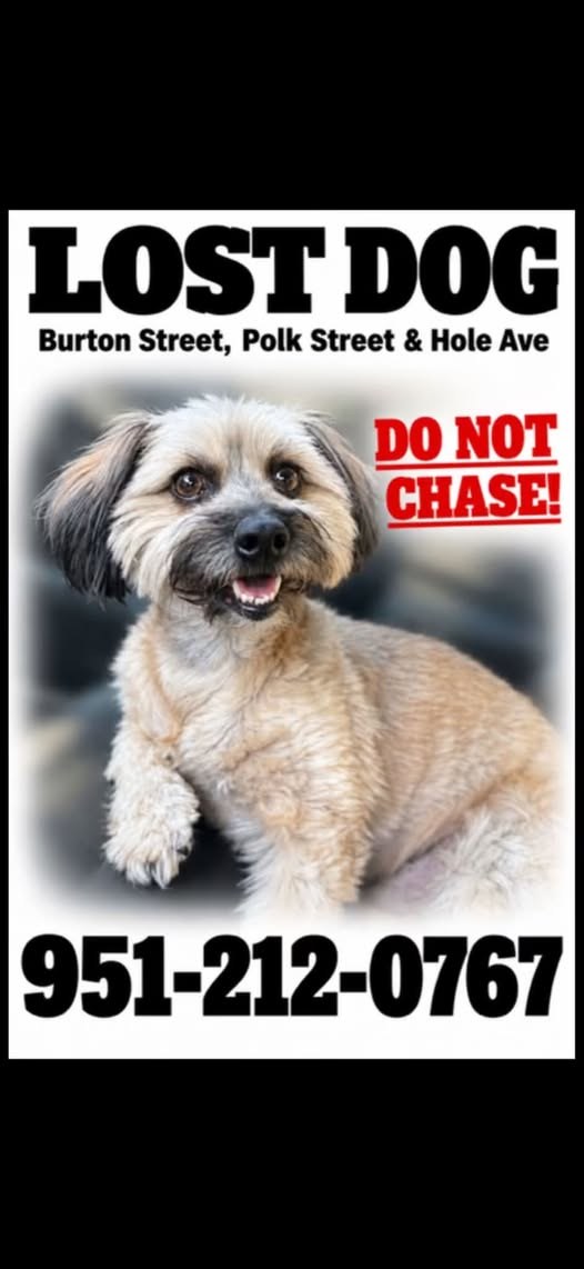 Lost Dog — OUR BABY IS STILL MISSING — PLEASE HELP BRING HIM HOME Our dog is still missing and we are desperately asking