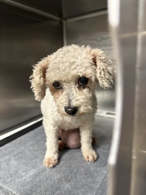 lost dog in Chatsworth, California