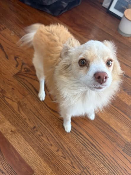 Found Dog — Anyone’s dog found in missions hills / northridge area