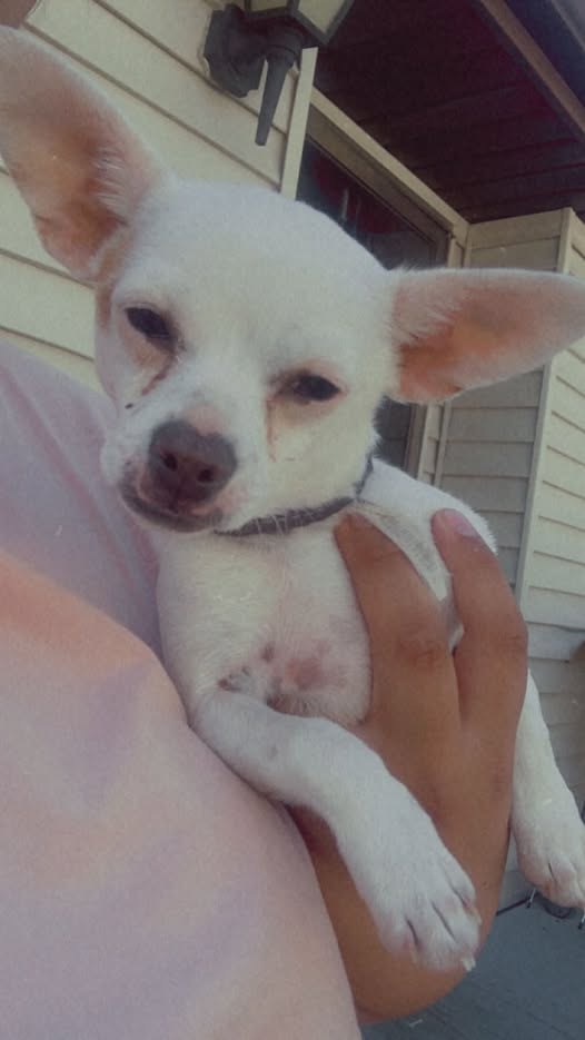 Lost Dog in Park City, Illinois — listing photo