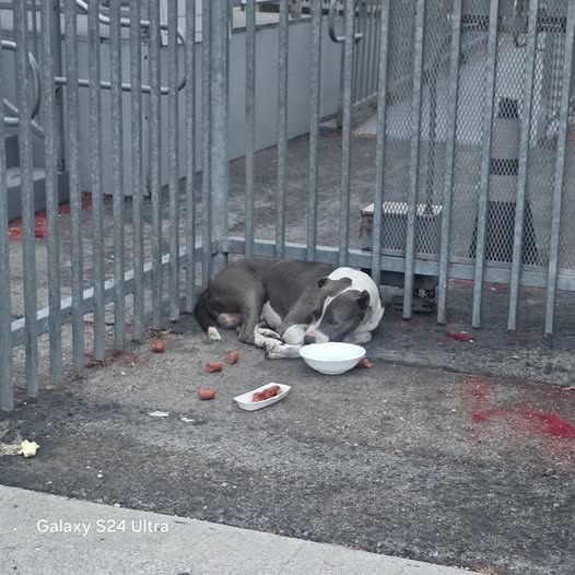 found dog in
