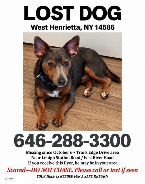 Lost Dog — listing photo — additional photo 3