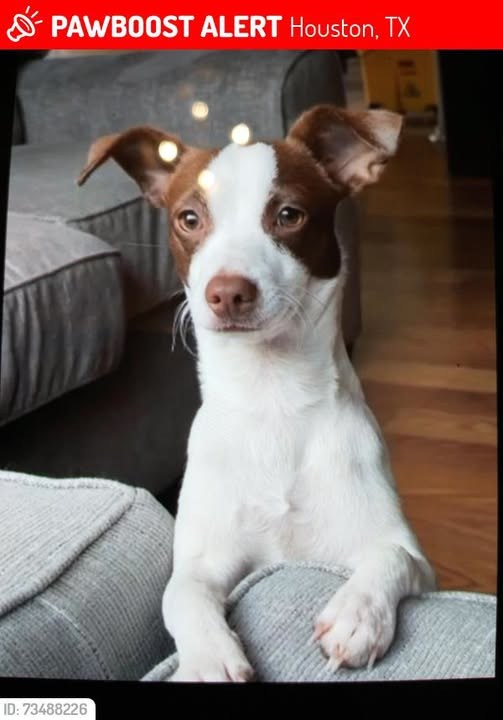lost dog in Houston, Texas