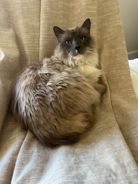 Lost Cat — We’re still missing our cat — additional photo 2
