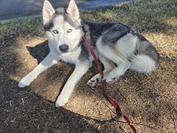 Found Dog — I found this husky at St Andrew's park by Manchester and western — additional photo 2